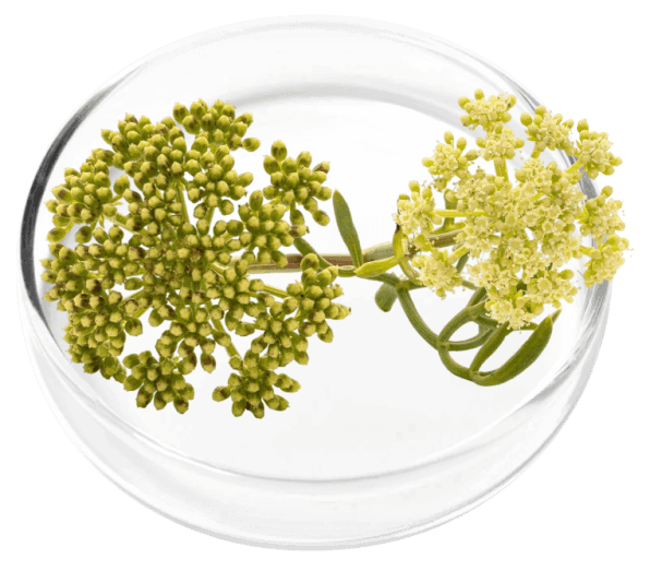 What are the Ingredients of DigestiStart