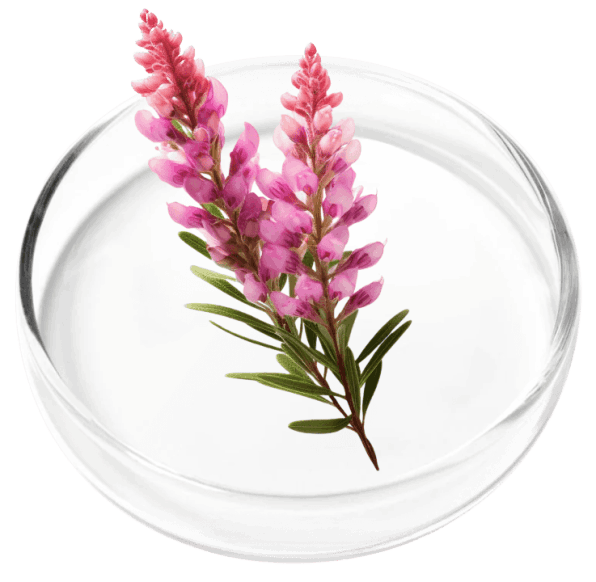 DigestiStart Ingredients 8